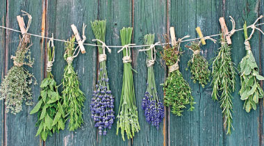fines herbes - cuisine - basilic - thym - romarin - étudiant - appartement - kangalou