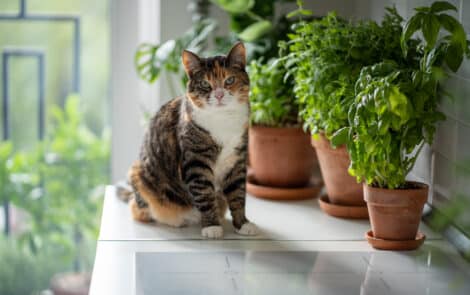 Des fines herbes 4 saisons? C’est possible!