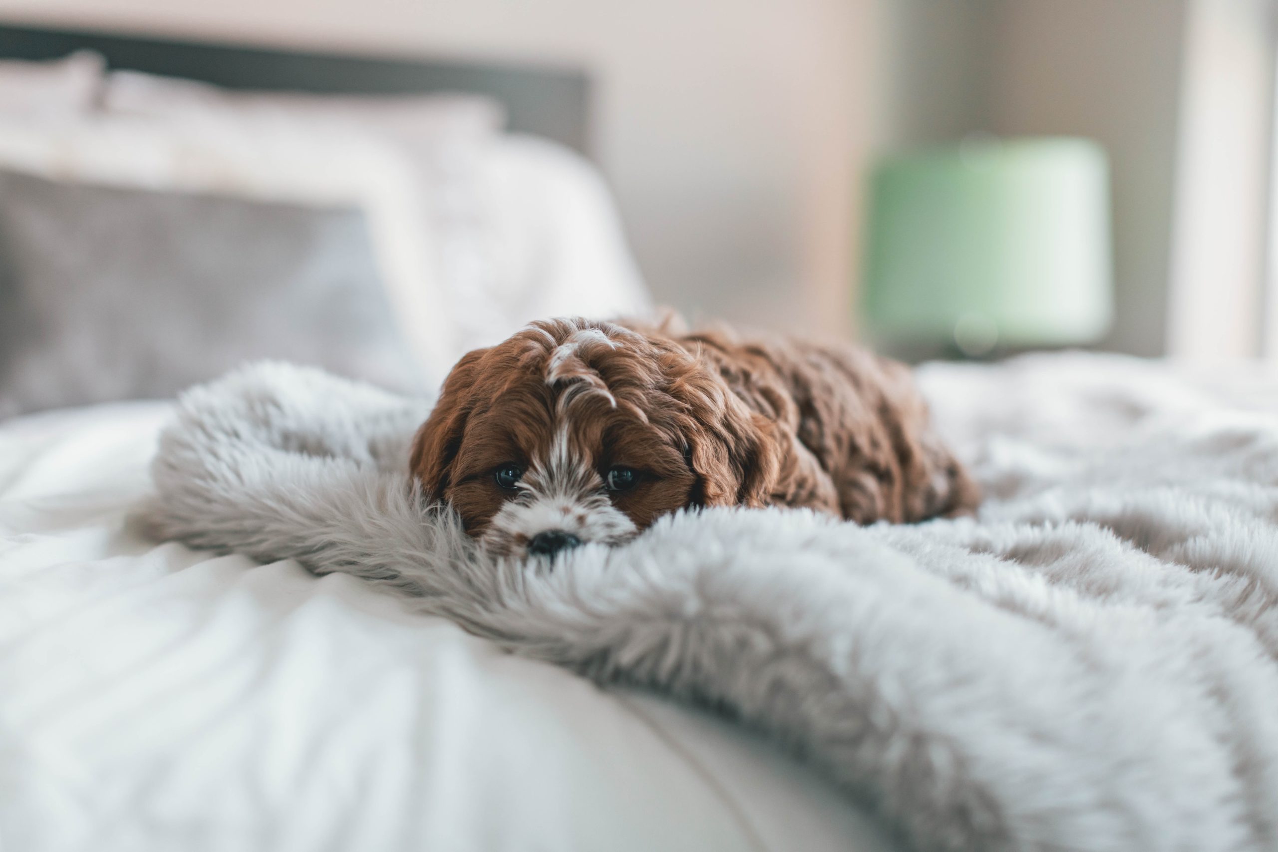 Appartement A Louer Avec Chien