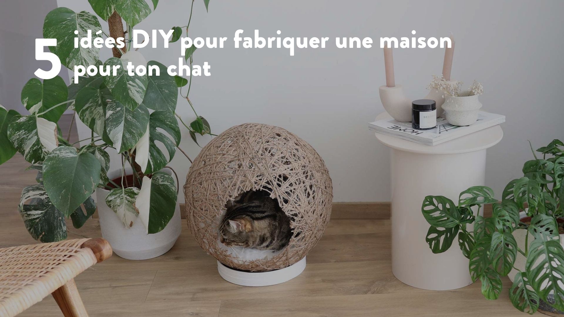 Comment fabriquer une maison pour ton chat ? - Blog - Kangalou