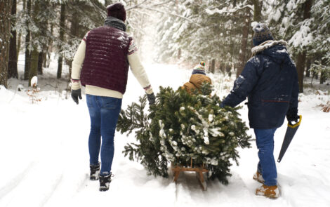 Mon beau sapin… les joies de l’autocueillette !