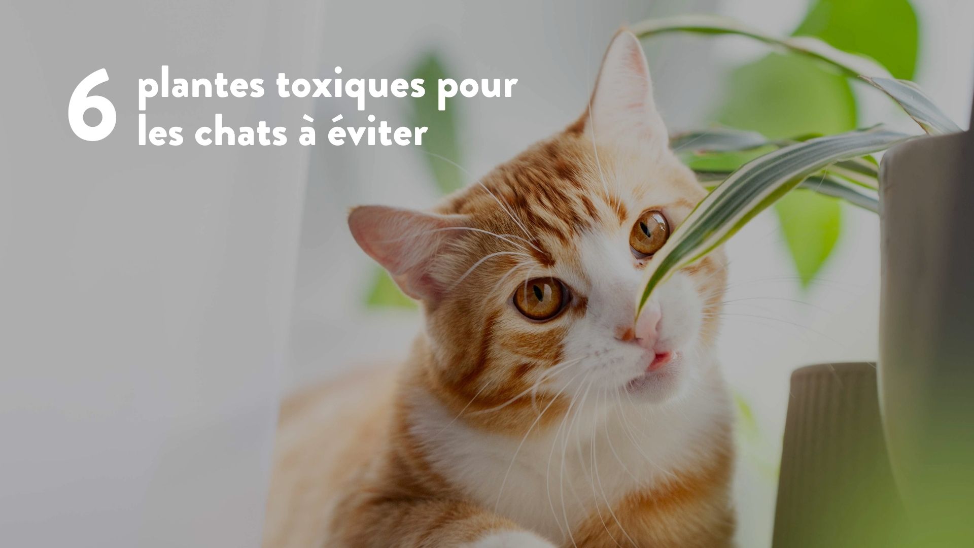 6 plantes toxiques pour les chats  viter - Blog - Kangalou