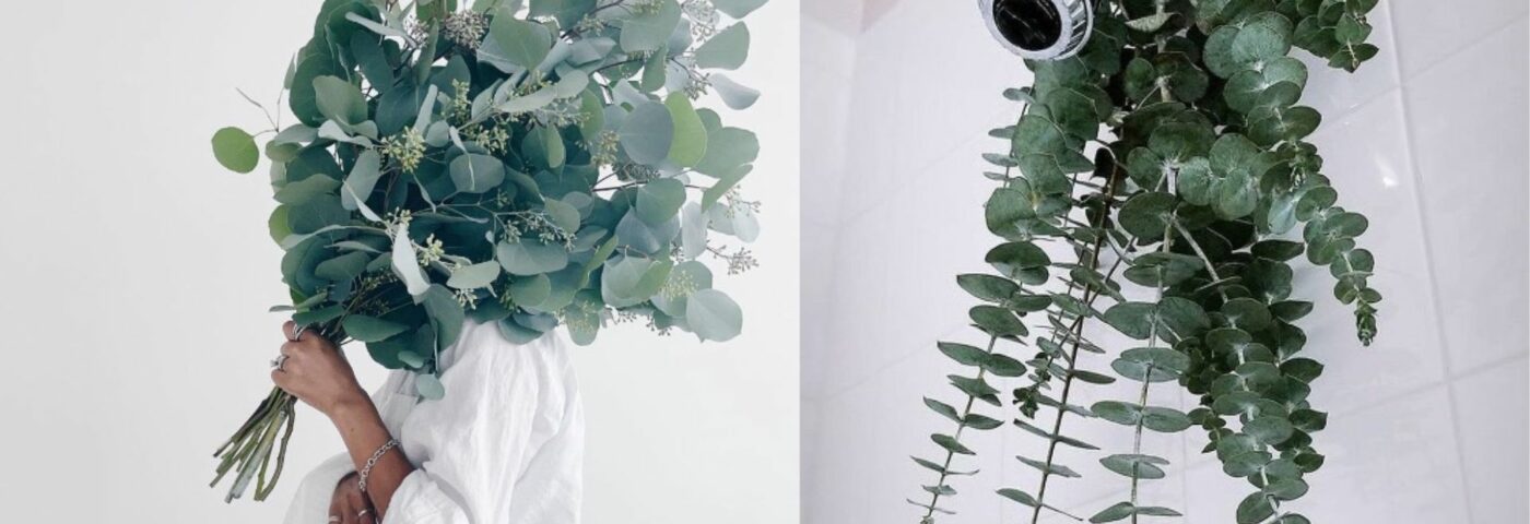 EUCALYPTUS pourquoi en suspendre dans sa douche l'hiver ?