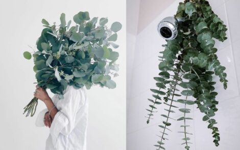 Eucalyptus : pourquoi en suspendre dans sa douche cet hiver ?