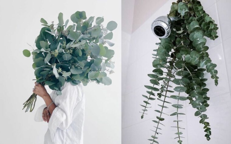 Eucalyptus : pourquoi en suspendre dans sa douche cet hiver ?