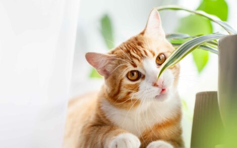 6 plantes toxiques pour les chats à éviter