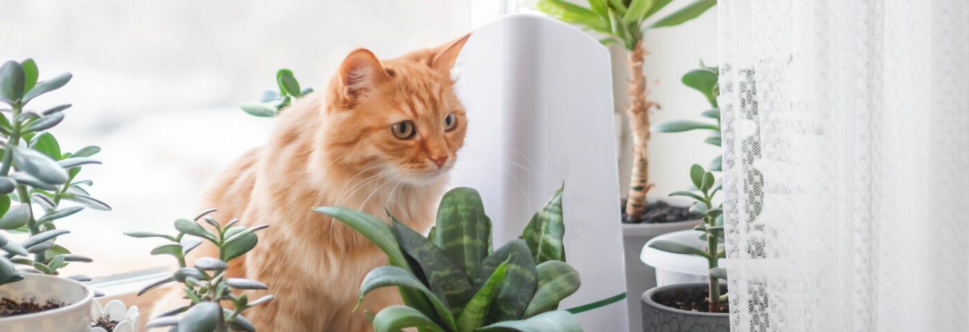 Humidifier un appartement en hiver