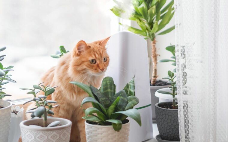 Humidifier un appartement en hiver