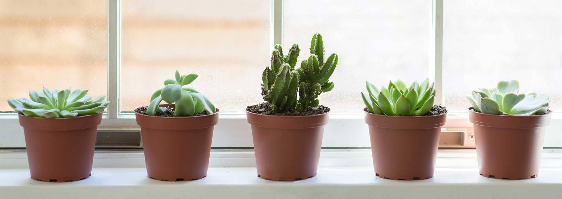 Small decorative flower pots